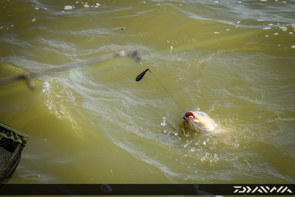 In stele cu elicopterul. De ce aceasta montura de crap este cea mai folosita de catre pescari?